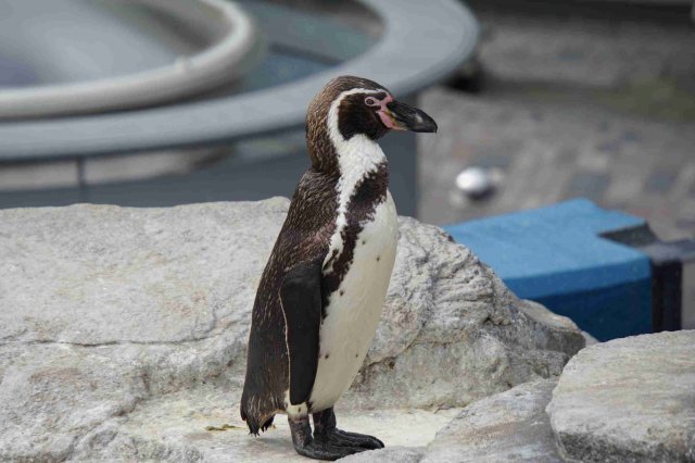 Ozeaneum Stralsund